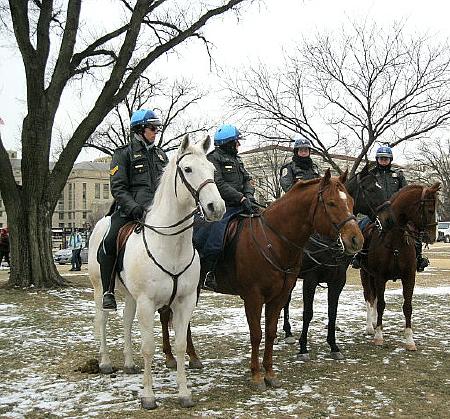 Mounted police at the March on four pretty horses--one white, one black, and two chestnuts