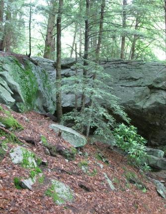 Trees and boulder on a hill