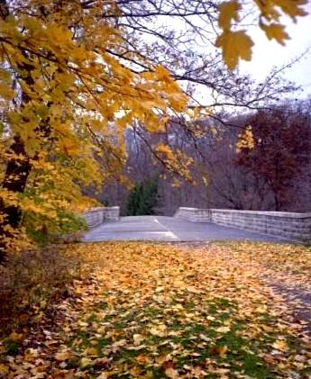 Autumn leaves before a bridge