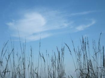 Tall grass with blue sky and white cloud in background